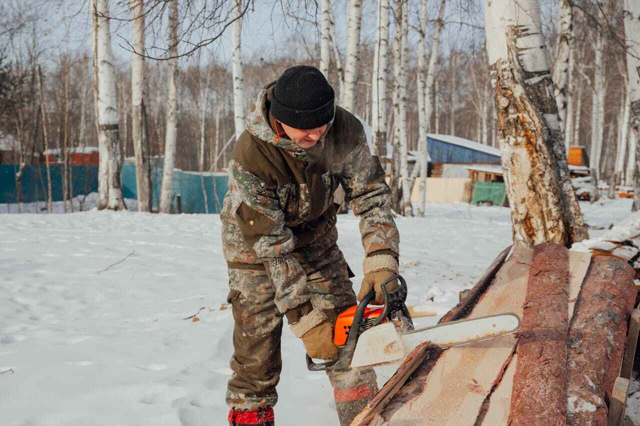 The Steps Involved in Our Tree Care Process in Belle Plaine, IA